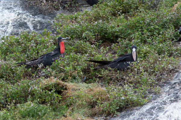 Frégate superbe — Fregata magnificens Mathews, 1914