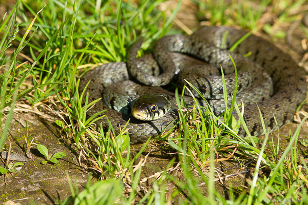 Couleuvre helvétique — Natrix helvetica (Lacepède, 1789), (adulte) (Ossun (65), France, le 31/05/2023)