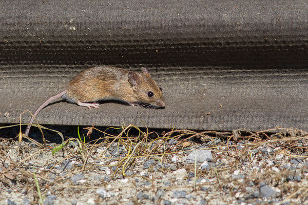 Mulot sylvestre — Apodemus sylvaticus (Linnaeus, 1758), (Saint-Faust (64), France, le 17/07/2019)