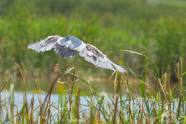 Bihoreau gris — Nycticorax nycticorax (Linnaeus, 1758)