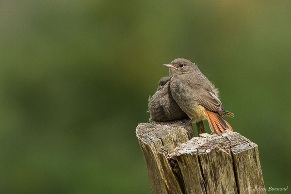 Rougequeue noir — Phoenicurus ochruros (Gmelin, SG, 1774), (juvéniles) (Parbayse (64), France, le 22/05/2020)