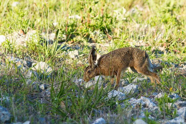 Lièvre d'Europe — Lepus europaeus Pallas, 1778