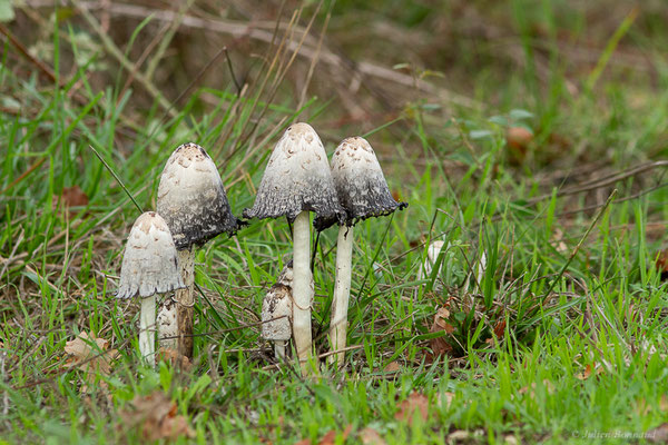 Coprin à odeur de chicorée — Coprinus levisticolens E.Ludw. & P.Roux, 1995, (Sanguinet (33), France, le 18/10/2022)