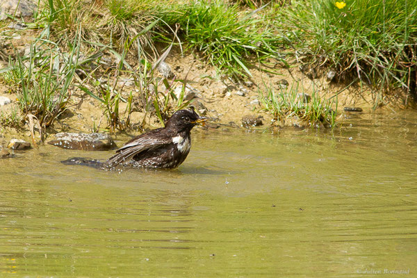 Merle à plastron — Turdus torquatus Linnaeus, 1758, (Station de ski de La Pierre Saint-Martin, Arette (64), France, le 06/07/2023)