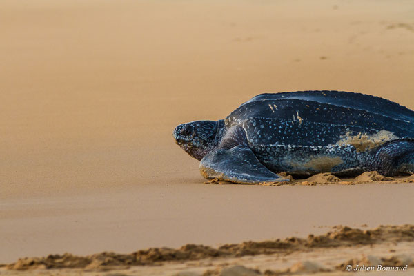 Tortue luth — Dermochelys coriacea (Vandelli, 1761), (Plage des Salines, Remire-Montjoly, Guyane, le 20/05/2017)