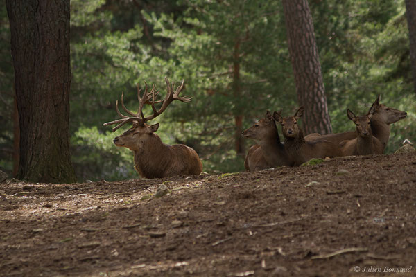 Cerf élaphe – Cervus elaphus Linnaeus, 1758, (Parc faunistique Lacuniacha, Huesca, Espagne, le 09/02/2020)