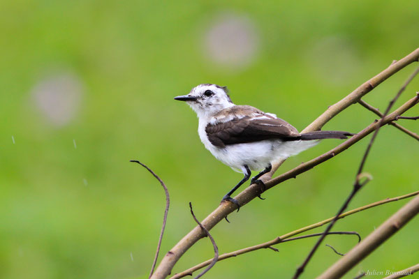 Moucherolle pie — Fluvicola pica (Boddaert, 1783)