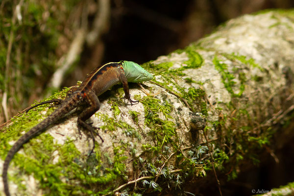 Kentropyx à éperons — Kentropyx calcarata Spix, 1825, (route de Kaw, Guyane, le 11/12/2016) 