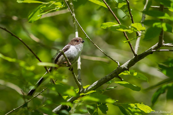 Mésange à longue queue (Aegithalos caudatus) (juvénile) (Ustaritz (64), France, le 22/05/2019)