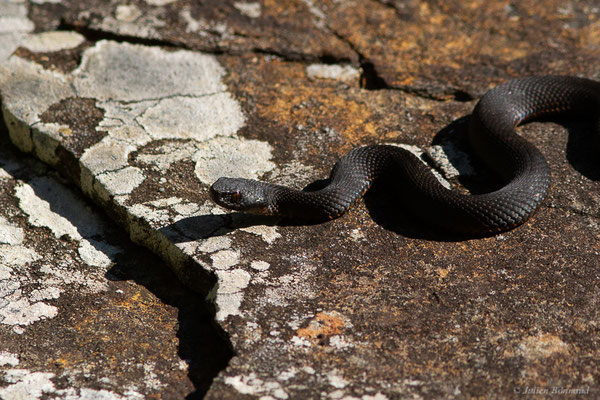 Vipère de Seoane — Vipera seoanei (Lataste, 1879)