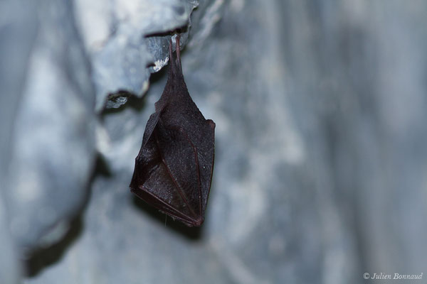 Petit rhinolophe – Rhinolophus hipposideros (Borkhausen, 1797), (Fort du Portalet, Etsaut (64), France, le 19/04/2021)