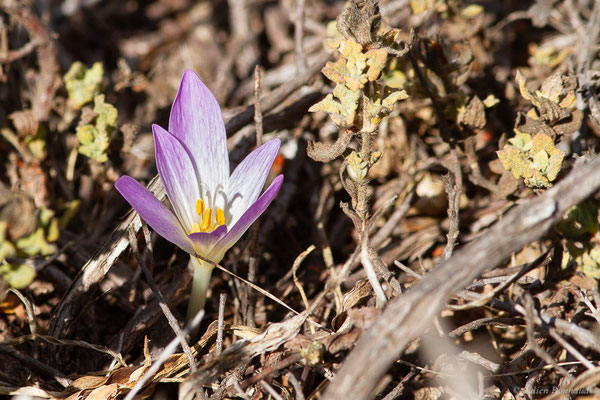 Colchicum lusitanicum Brot.