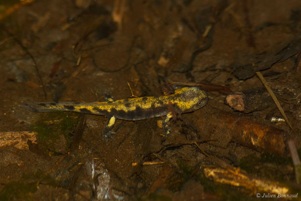 Salamandre tachetée — Salamandra salamandra terrestris (Lacepède, 1788), (larve) (Arrengosse (40), France, le 22/03/2021)