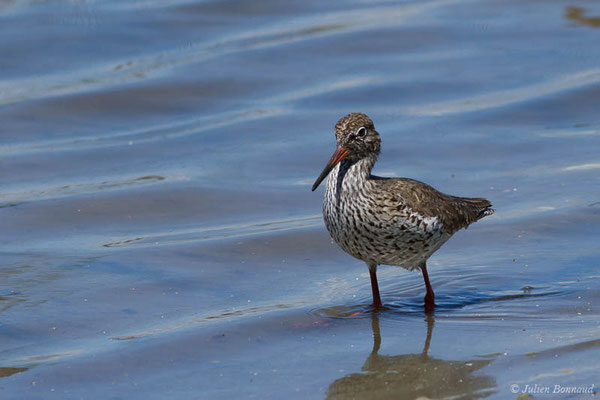 Chevalier gambette — Tringa totanus (Linnaeus, 1758), (réserve ornithologique du Teich (33), France, le 23/05/2021)