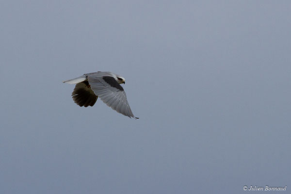 Élanion blanc — Elanus caeruleus (Desfontaines, 1789), (adulte) (Tarasteix (65), France, le 01/03/2018)
