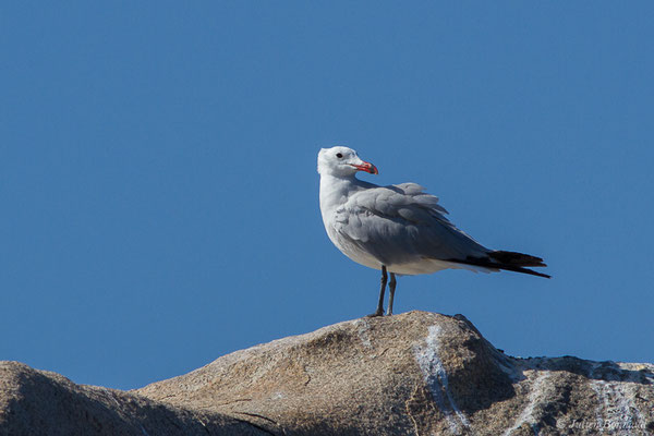 Goéland d'Audouin — Ichthyaetus audouinii (Payraudeau, 1826), (Belvédère-Campomoro (2A), France, le 04/09/2019)