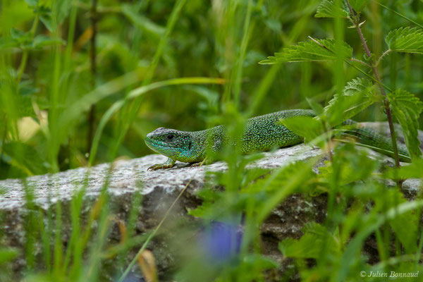 Lézard à deux raies — Lacerta bilineata (Daudin, 1802), (mâle adulte) (Etsaut (64), France, le 11/07/2018)