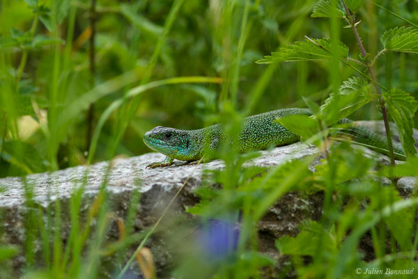 Lézard à deux raies — Lacerta bilineata (Daudin, 1802)
