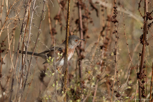 Fauvette pitchou — Sylvia undata (Boddaert, 1783), (Ossun (65), France, le 13/11/2019)
