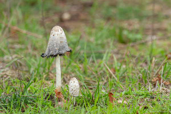 Coprin à odeur de chicorée — Coprinus levisticolens E.Ludw. & P.Roux, 1995, (Sanguinet (33), France, le 18/10/2022)