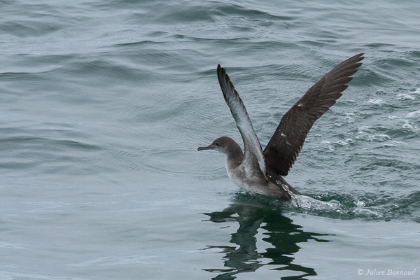Puffin des Baléares – Puffinus mauretanicus Lowe, 1921, (Baie de Quiberon, Locmariaquer (56), France, le 09/07/2021)