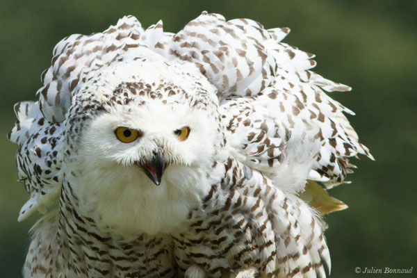 Harfang des neiges — Bubo scandiacus (Linnaeus, 1758), (Donjon des aigles, Baucens (65), France, le 15/07/2018)