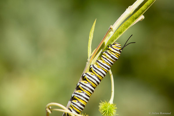 Monarque ou Monarque américain — Danaus plexippus (Linnaeus, 1758), (Tétouan (Tanger-Tétouan-Al Hoceïma), Maroc, le 27/09/2023)