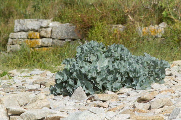 Crambe maritime – Crambe maritima L., 1753, (Île-Grande, Pleumeur-Bodou (22), France, le 06/07/2021)