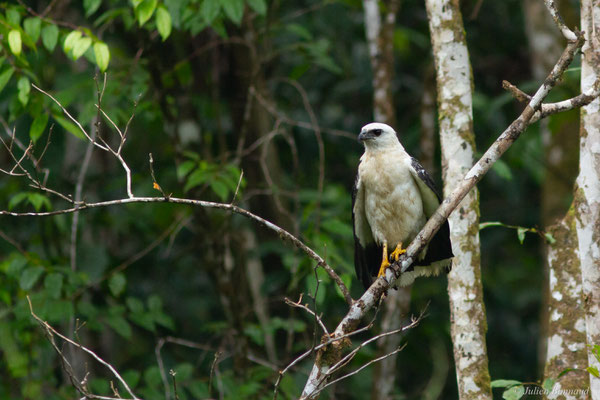 Buse blanche — Pseudastur albicollis (Latham, 1790), (crique Crabe, Kourou, Guyane, le 08/09/2017)