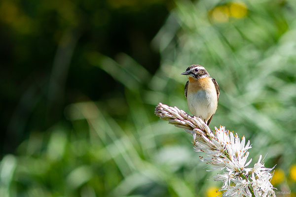 Tarier des prés — Saxicola rubetra (Linnaeus, 1758), (station de ski de Gourette, Eaux-Bonnes (64), France, le 27/05/2022)