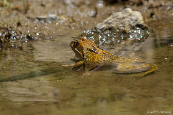 Grenouille rousse — Rana temporaria Linnaeus, 1758