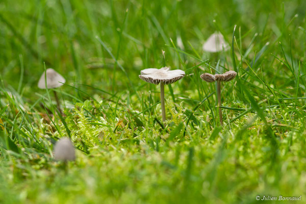 Mycène cespiteuse, Mycène à odeur d'alcali — Mycena stipata Maas Geest. & Schwöbel, 1987, (Ger (64), France, le 20/10/2017)