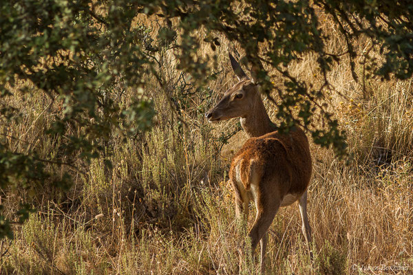 Cerf élaphe – Cervus elaphus Linnaeus, 1758, (Parque Natural de la Sierra de Andújar (Andalousie), Espagne, le 09/08/2020)