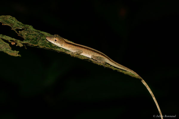Anolis brun-doré — Norops fuscoauratus (d’Orbigny, 1837), (Sentier de la Mirande, Matoury, le 09/07/2015)