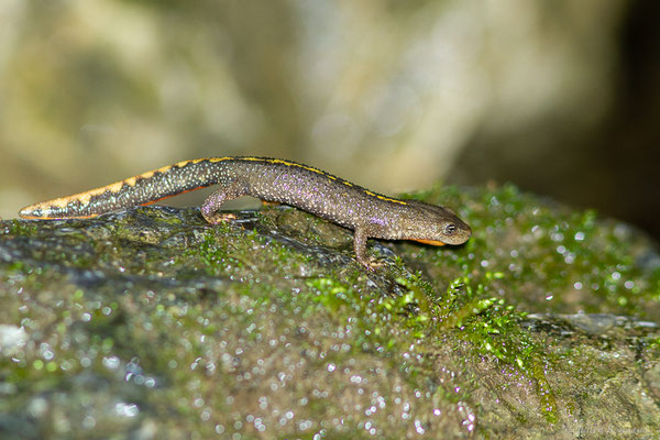 Calotriton des Pyrénées ou Euprocte des Pyrénées – Calotriton asper (Al. Dugès, 1852), (Sarrance (64), France, le 23/04/2022)
