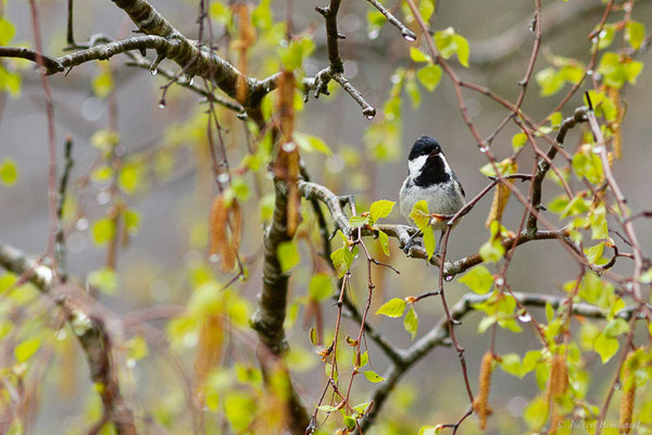 Mésange noire — Periparus ater (Linnaeus, 1758), (Etsaut (64), France, le 20/04/2022)