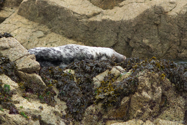 Phoque gris – Halichoerus grypus (Fabricius, 1791), (Réserve naturelle nationale des Sept-Îles, Perros-Guirec (22), France, le 05/07/2021)