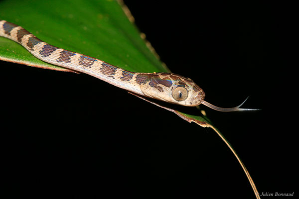 Imantode à nuque tatouée — Imantodes cenchoa (Linnaeus, 1758), (juvénile), (Sentier de la Mirande, Matoury, Guyane, le 09/07/2015)