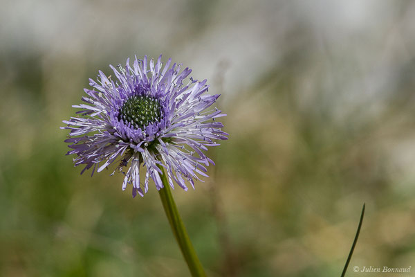 Globulaire à tiges nues — Globularia nudicaulis L., 1753, (fort du Portalet, Etsaut (64), France, le 05/04/2021)