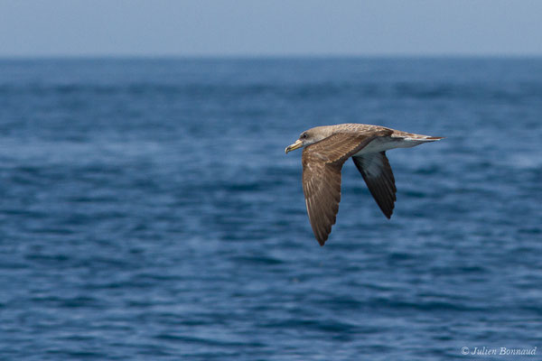 Puffin cendré — Calonectris borealis (Cory, 1881), (Sagres (Vila do Bispo), (Algarve), Portugal, le 31/08/2018)