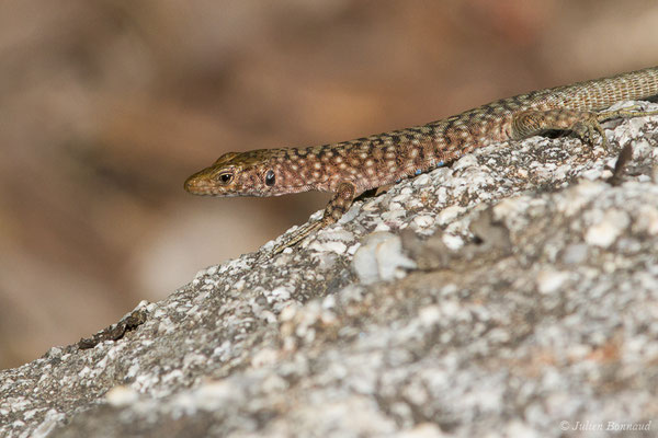 Lézard de Bedriaga — Archaeolacerta bedriagae (Camerano, 1885), (femelle adulte) (Foret d'Aitone, Évisa (2A), France, le 11/09/2019)