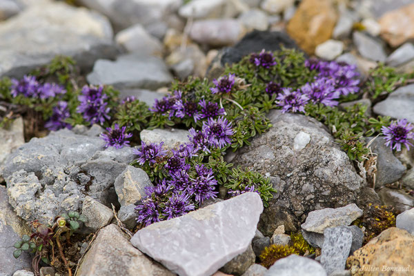 Globulaire rampante — Globularia repens Lam., 1779, (Station de ski de Gourette, Eaux Bonnes (65), France, le 15/06/2020)