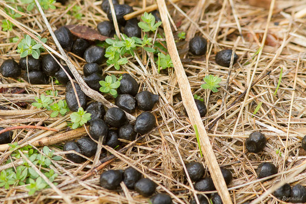 Moquette de Chevreuil européen – Capreolus capreolus (Linnaeus, 1758), (Buzy (64), France, le 02/10/2020)