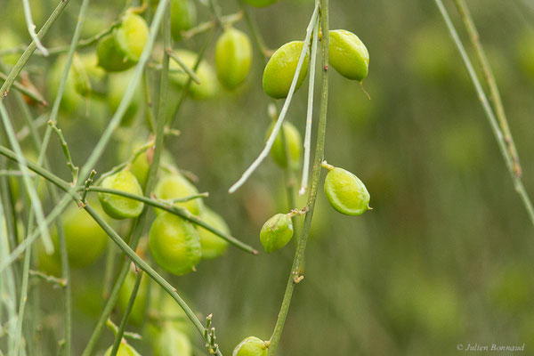 Genêt blanc, Retam blanc — Retama monosperma (L.) Boiss.