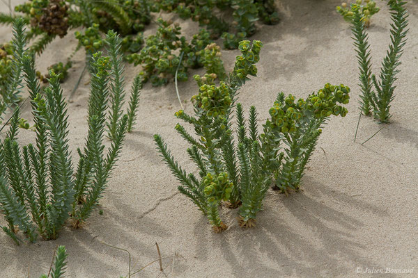 Euphorbe maritime ou Euphorbe des sables – Euphorbia paralias L., 1753, (Tarifa (Andalousie), le 03/08/2020)