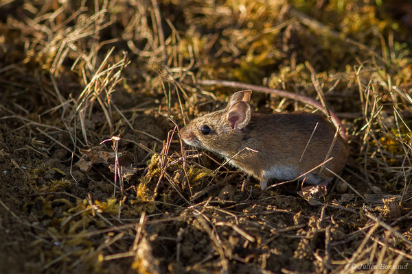 Mulot sylvestre — Apodemus sylvaticus (Linnaeus, 1758)