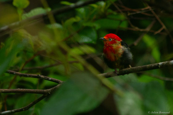 Manakin auréole — Pipra aureola (Linnaeus, 1758)