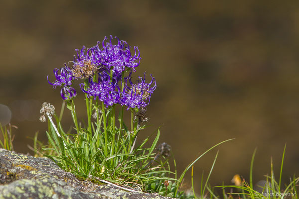 Raiponce hémisphérique — Phyteuma hemisphaericum L., 1753, (Pic du Midi d'Ossau, Laruns (64), France, le 04/08/2018) 