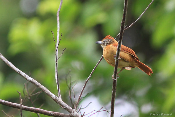 Batara rayé — Thamnophilus doliatus (Linnaeus, 1764), (femelle adulte), (Citron, Guyane, le 21/04/2016)