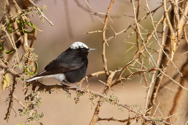 Traquet à tête blanche — Oenanthe leucopyga (Brehm, 1855), (Tata (Souss-Massa), Maroc, le 08/02/2023)